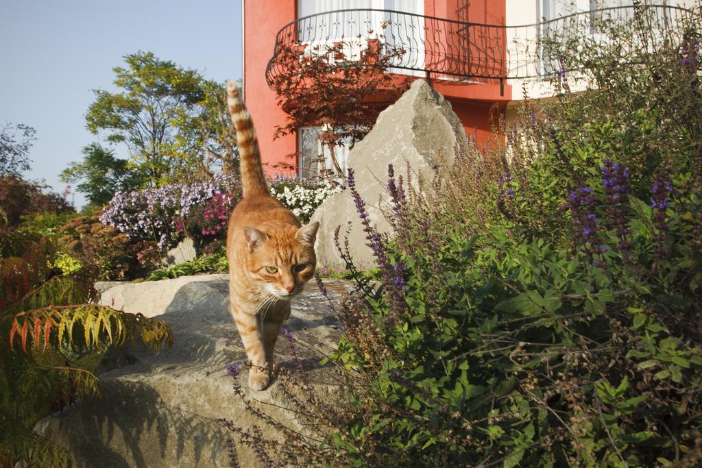 Szonyi Garden Hotel Pest Budapest Bagian luar foto